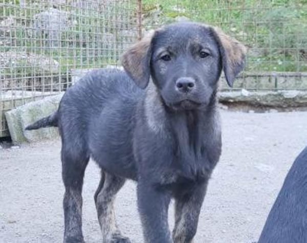 Notfellchen SHADOWin 69198 Schriesheim