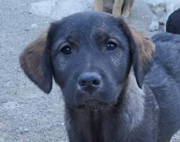 Notfellchen SHADOWin 69198 Schriesheim