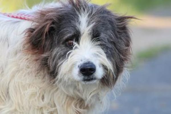 Kyreo - verschmust u. sehr lieb