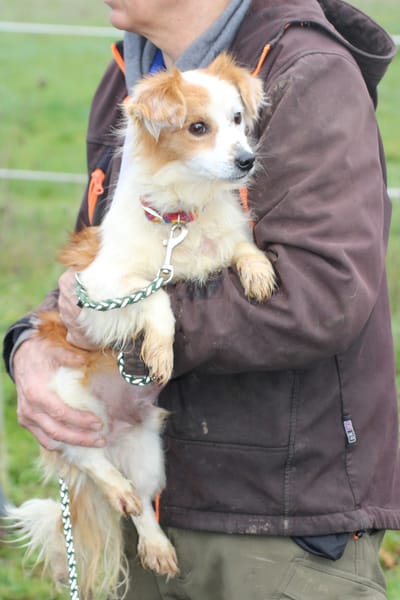 Jamilo - sehr zutraulich u. lieb