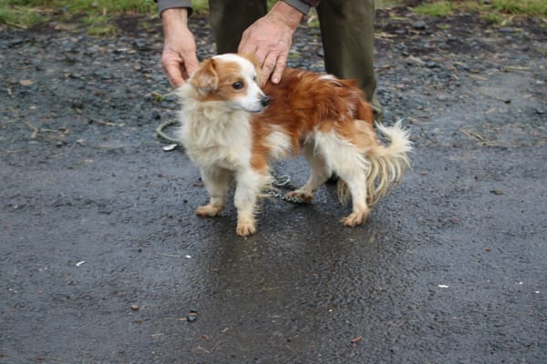 Jamilo - sehr zutraulich u. lieb