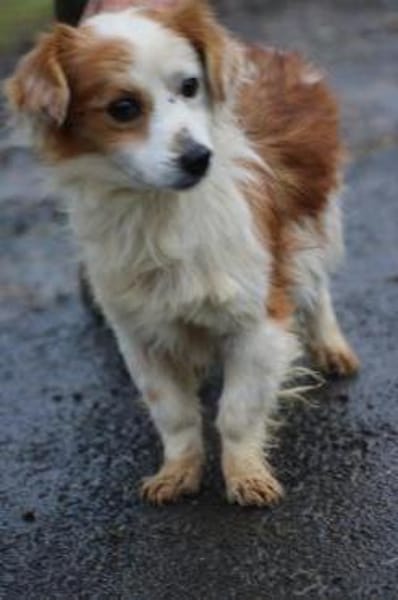 Jamilo - sehr zutraulich u. lieb