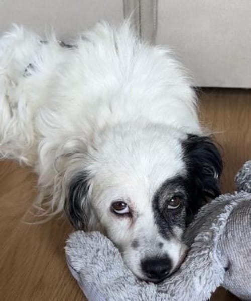 Hanyo, geb. ca. 12/2023, 67269 Grünstadt