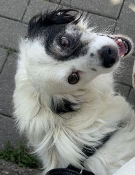 Hanyo, geb. ca. 12/2023, 67269 Grünstadt