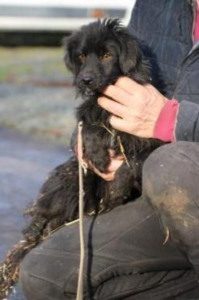 Juna - goldiger, verspielter Jungrüde