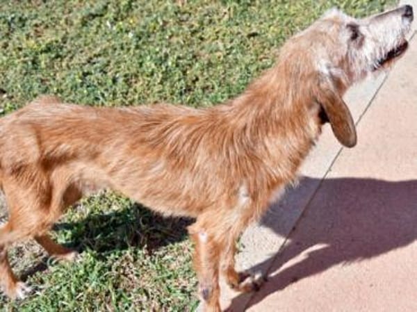 Bubu möchte zu Ihrer Familie gehören