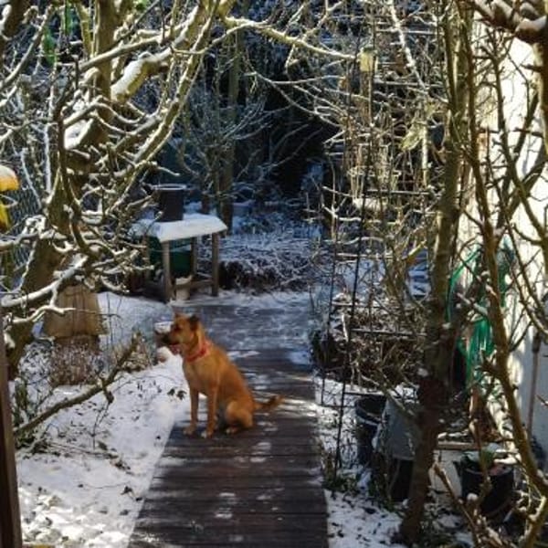Emmy - aktive leinenführige Hündin