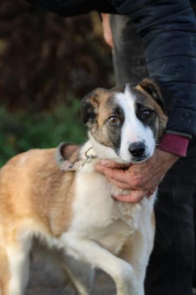 Jamie - kinderlieb u. verspielt