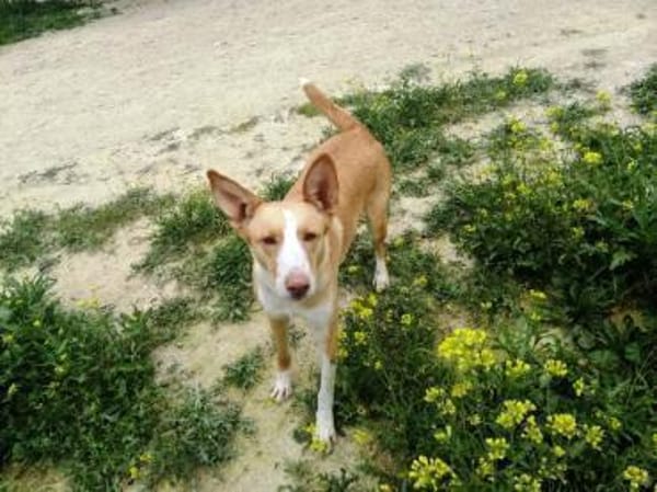 Etna sucht ihr Zuhause für immer....