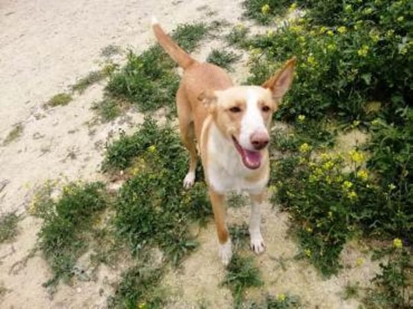 Etna sucht ihr Zuhause für immer....