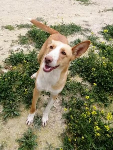 Etna sucht ihr Zuhause für immer....