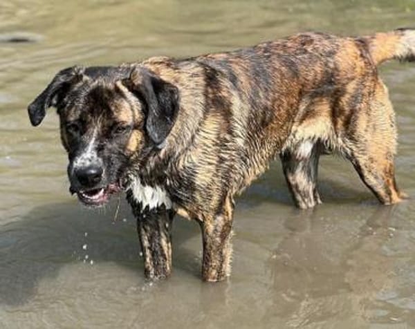 Hanni, geb. ca. 12/2020, 59069 Hamm