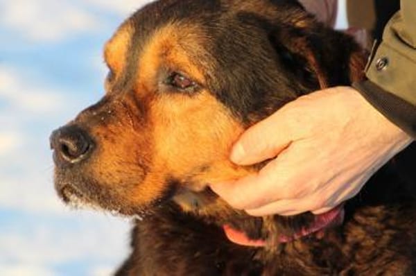 Mac - sehr verschmust u. liebenswert