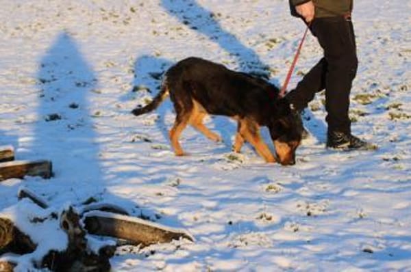 Mac - sehr verschmust u. liebenswert