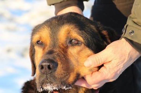 Mac - sehr verschmust u. liebenswert