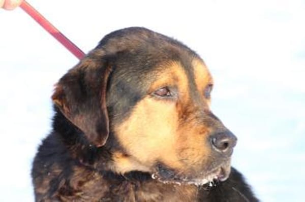 Mac - sehr verschmust u. liebenswert