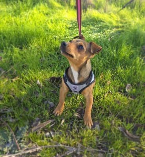 Lora sucht ein Zuhause