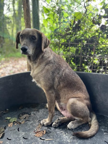 Lucy. Schüchternes Mädchen sucht Zuhause