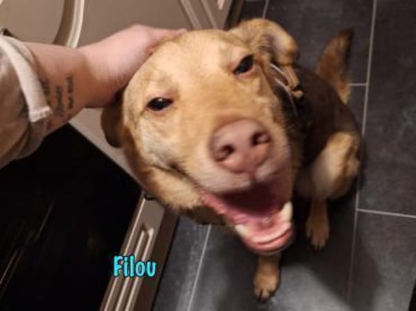 NOTFALL Filou sucht dringend einen Platz