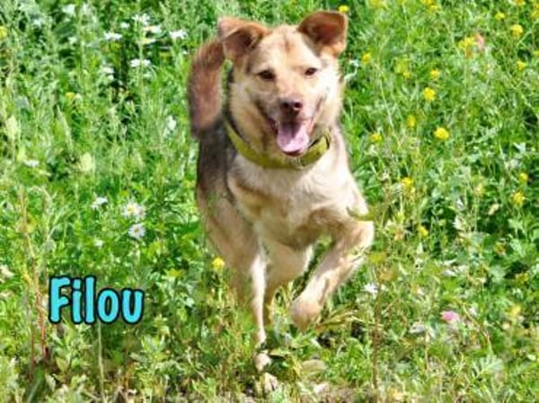 NOTFALL Filou sucht dringend einen Platz