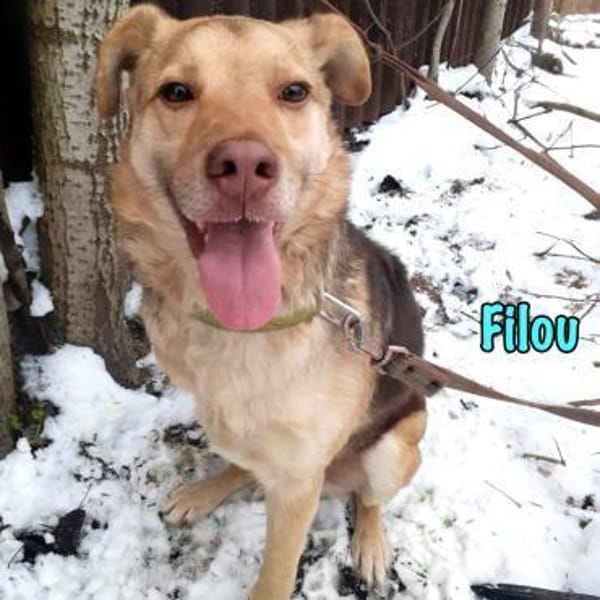 NOTFALL Filou sucht dringend einen Platz