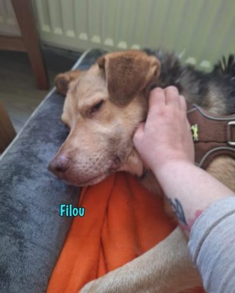 NOTFALL Filou sucht dringend einen Platz