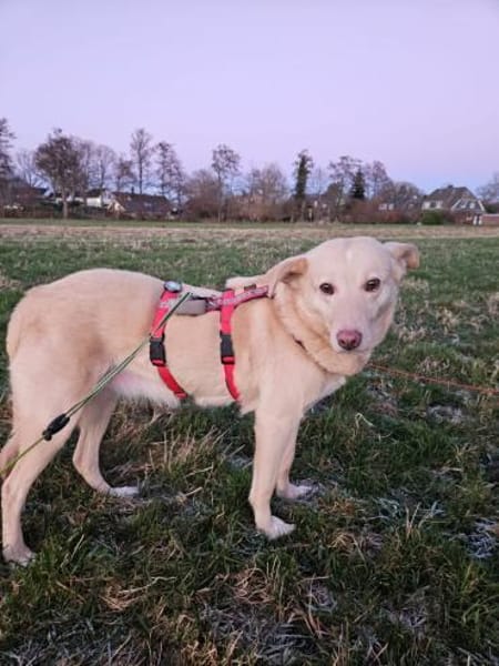 Hündin Fleur sucht ein Für-Immer-Zuhause