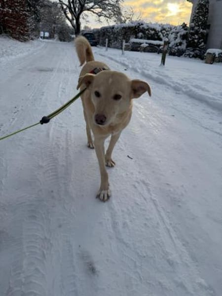 Hündin Fleur sucht ein Für-Immer-Zuhause