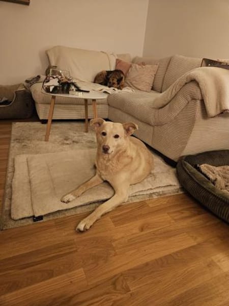 Hündin Fleur sucht ein Für-Immer-Zuhause