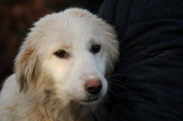 Nuemi - zutraulich u. verspielt