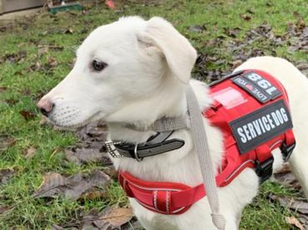 Möchten Sie Itria ein Zuhause geben?