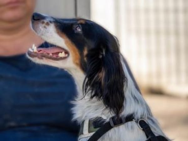 Geraldina -liebe Prinzessin zum Kuscheln