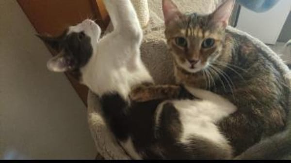 Katzenpaar Sunny & Marvin