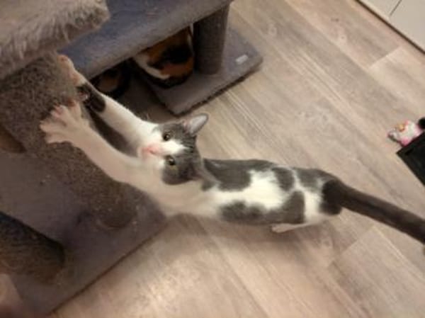 Katzenpaar Sunny & Marvin