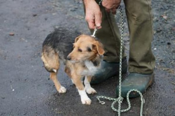 Ranie - zutraulich u. sehr liebenswert
