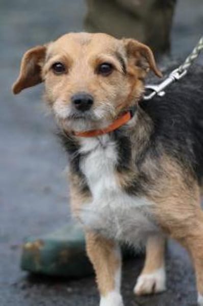 Ranie - zutraulich u. sehr liebenswert