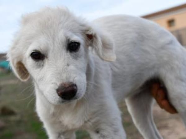 Süße Ila möchte Zuhause finden