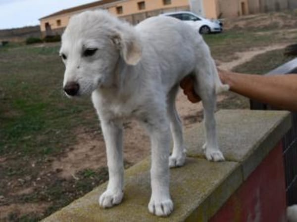 Süße Ila möchte Zuhause finden