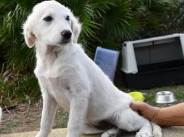 Süße Ila möchte Zuhause finden