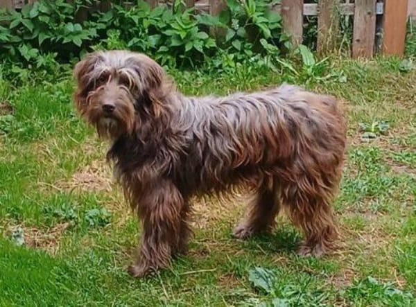 CHARLIE hat die Haare schön