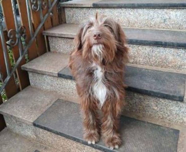 CHARLIE hat die Haare schön