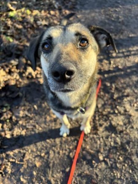 Medea sucht ihr Zuhause