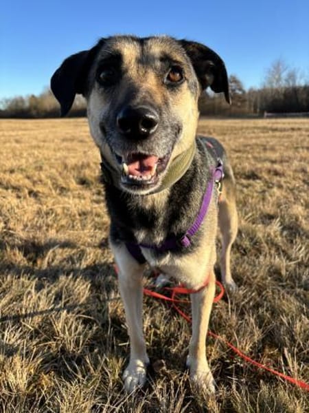 Medea sucht ihr Zuhause