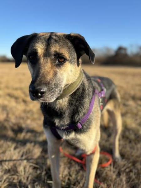 Medea sucht ihr Zuhause