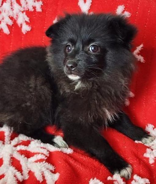 Zara° in 52391 Vettweiß