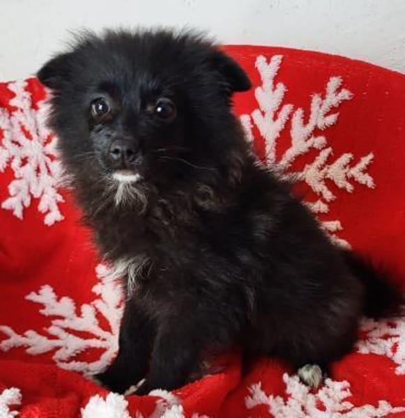 Zara° in 52391 Vettweiß