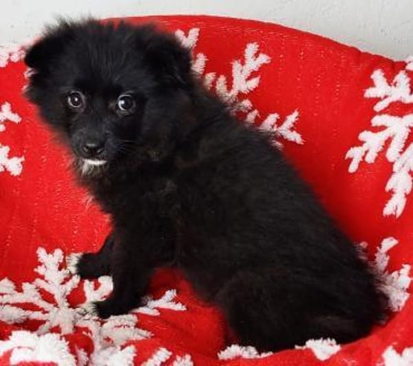 Zara° in 52391 Vettweiß