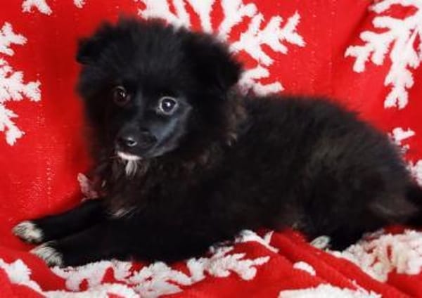 Zara° in 52391 Vettweiß