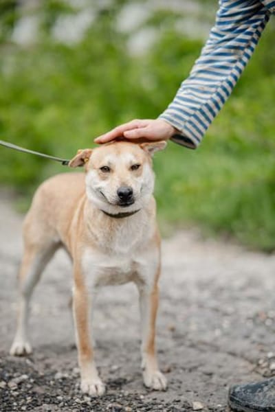 unter 50cm klein und total lieb Barashka