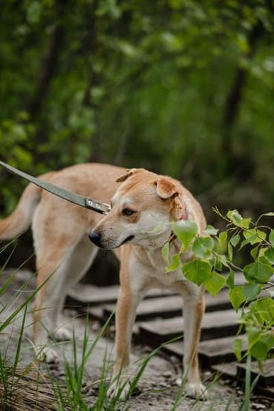 unter 50cm klein und total lieb Barashka